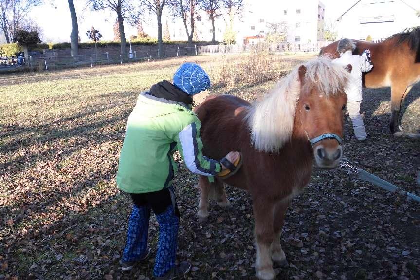 Naučili jsme se, jak správně pečovat o koňskou srst (hřebelcovat) i jak bezpečně čistit kopyta. Příště nás čeká jízda v sedle.