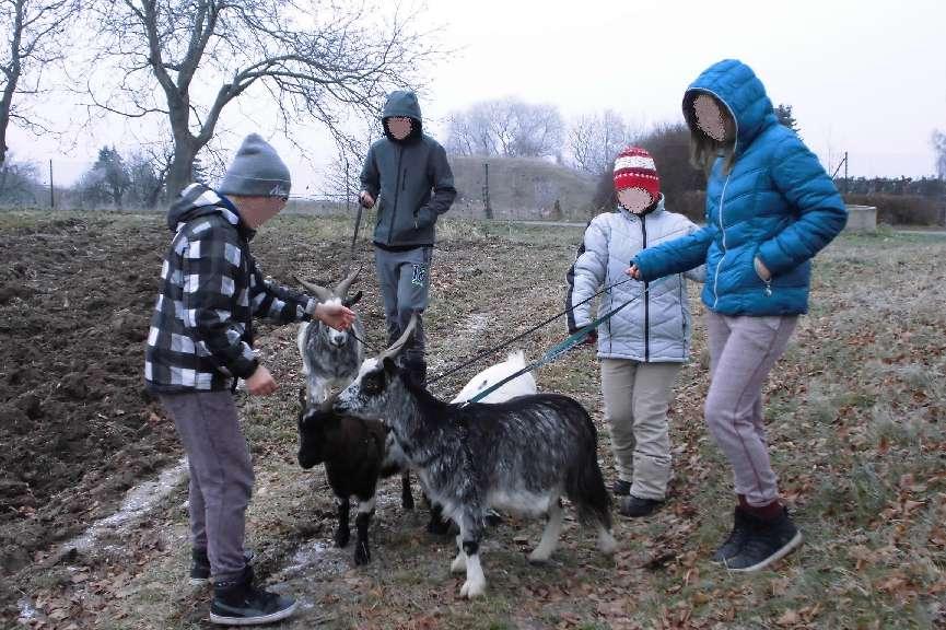 5. prosince / Minifarma / Dnes jsme se vydali na pravidelnou pondělní procházku s minikozičkami.