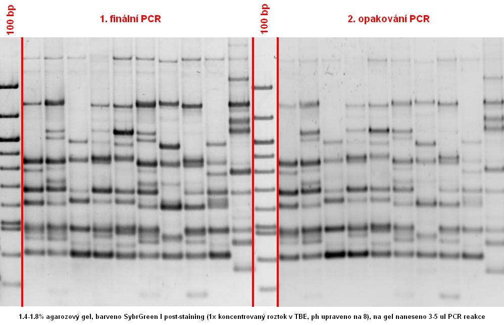 HODNOCENÍ stejné jako u jiných dominantních markerů (RAPD, AFLP) PCoA, cluster analysis.