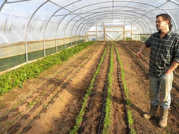 Obrázok: Na exkurzii vo fóliovníku The Community Farm Denny Lane Návšteva tejto komunitnej farmy bola taktiež spojená so stretnutím s ľuďmi z CSA v Thornbury ako aj