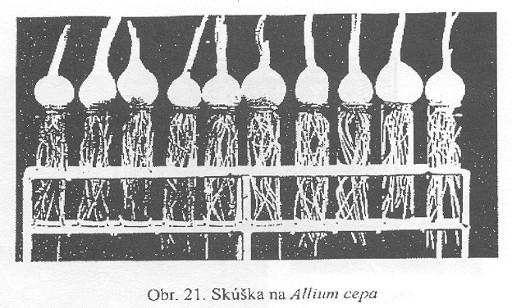 Ekotoxikologické biotesty - producenti Hodnocení GENOTOXICITY s využitím rostlin -uspořádání - mikroskopické hodnocení chromozomových aberací v