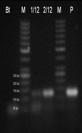 beztemplátová kontrola,, M - marker 50 bp, P pozitivní kontrola CRM 2/2009. Amplifikační kit REDTaq.