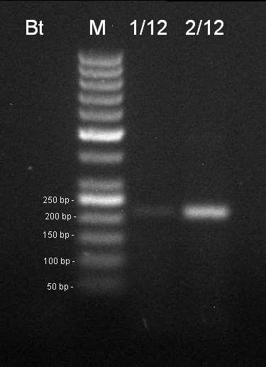 - marker 50 bp, P pozitivní kontrola CRM 1/2011. Amplifikační kit REDTaq.