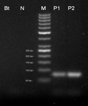 marker 50 bp, P pozitivní kontrola CRM 1/2011. Amplifikační kit REDTaq. Stanovení transgenu MIR604 Obr 14.