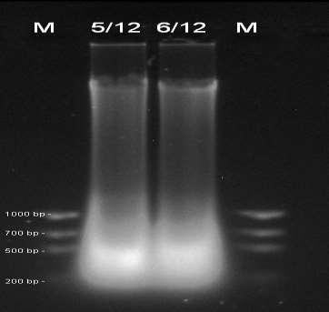 Stanovení transgenu DAS1507 Spektrofotometrické měření koncentrace získané DNA: Tabulka 6. Naměřené koncentrace a hodnoty určujících čistotu vyextrahované DNA.