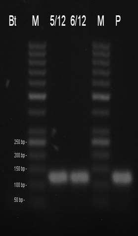 kontrola,, M - marker 50 bp, P1 pozitivní kontrola IRM1/2007, P2 pozitivní kontrola CRM 2/2009. Amplifikační kit REDTaq.