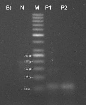 marker 50 bp. Amplifikační kit REDTaq. Stanovení transgenu DAS1507 Obr 23.