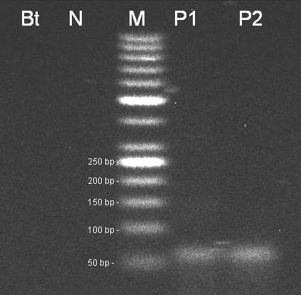 Obr 26. Stanovení transgenu DAS1507 (58bp), Bt beztemplátová kontrola, N negativní kontrola CRM 2/2009, M - marker 50 bp, P1 pozitivní kontrola CRM 5/2012, P2 pozitivní kontrola CRM 6/2012.