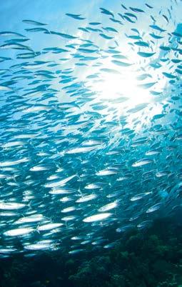 k udržení dobrého zraku ČISTÝ A NETOXICKÝ Je získáván z malých volně žijících ryb z Atlantského oceánu PROCHÁZÍ ČIŠTĚNÍM V 5 KROCÍCH Tento