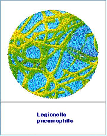 Legionella legislativa ČSN ISO 11731 - Jakost vod Stanovení bakterií rodu Legionella předmět normy - norma popisuje kultivační metodu pro