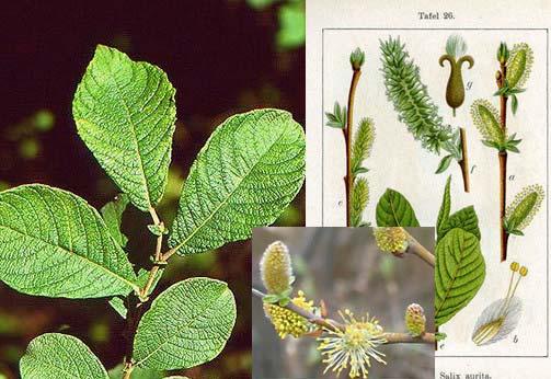 Salix aurita (vrba ušatá) - nízký keř kulovitého tvaru - letorosty téměř lysé, červenohnědé - 2leté a starší větve s podélnými lištami na dřevě - čepel výrazně svraskalá, okraj hrubě