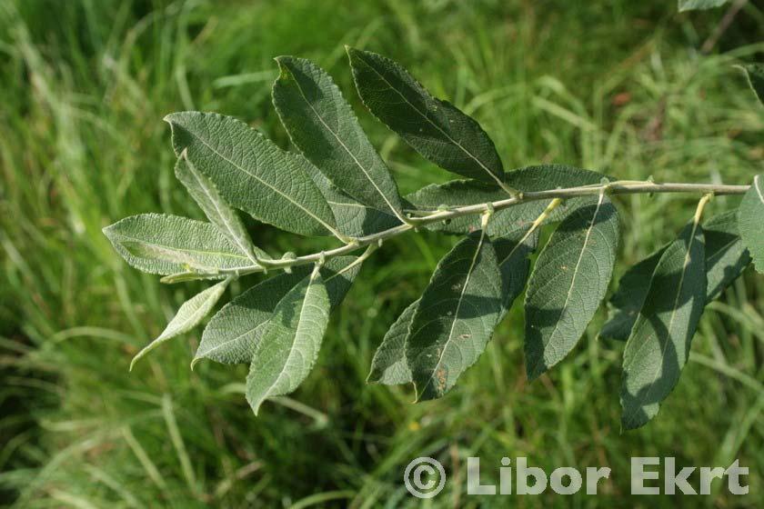 Salix cinerea (vrba popelavá) -keř bochníkovitého tvaru -dřevo s podélnými lištami - letorosty a 2leté větve silné, chlupaté - čepele podlouhle