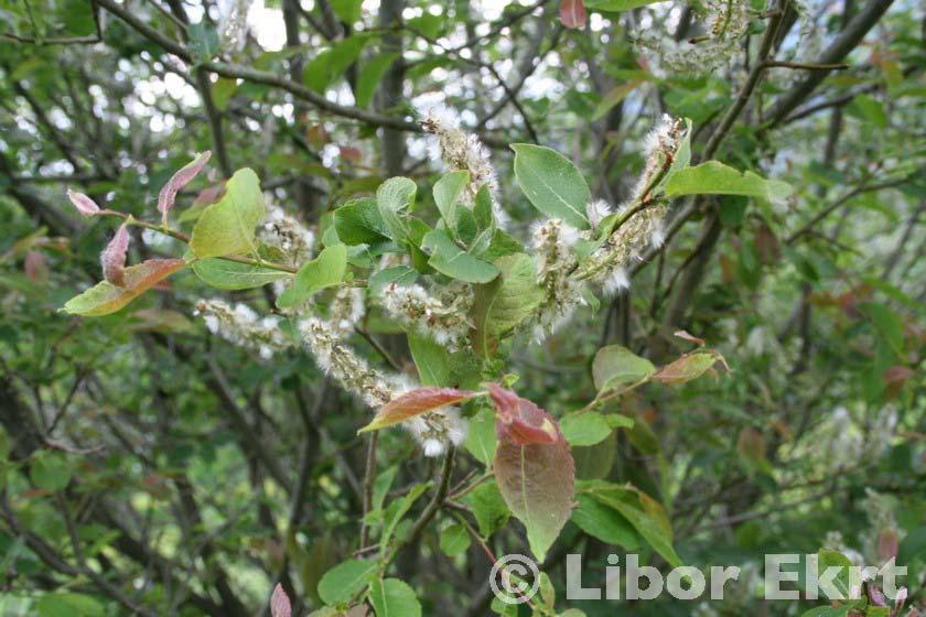 Salix silesiaca (vrba slezská) -keř až menší strom - borka starších větví připomíná lísku - listy eliptické až podlouhle obvejčité, 5-8 cm dl. a 2-4 cm šir., na líci olysalá, na rubu s roztr.