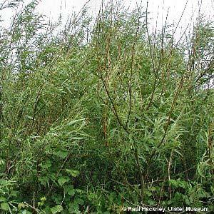 Salix viminalis (vrba košíkářská)