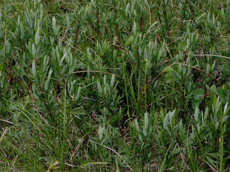 Salix rosmarinifolia (vrba rozmarýnolistá) někdy jen jako poddruh S.