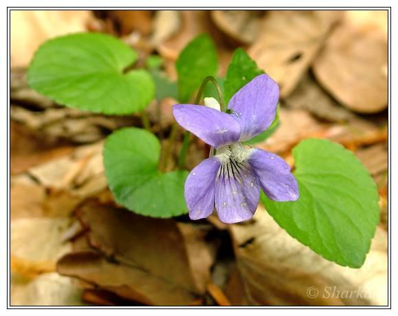 Viola riviniana (violka Rivinova) čepel příz. l. ± stejně dl. jako šir.