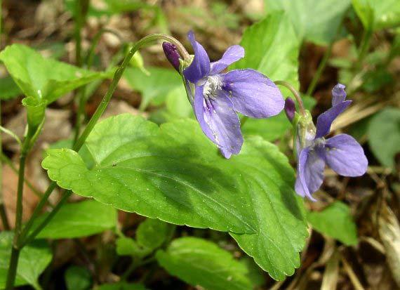 Viola reichenbachiana (violka le