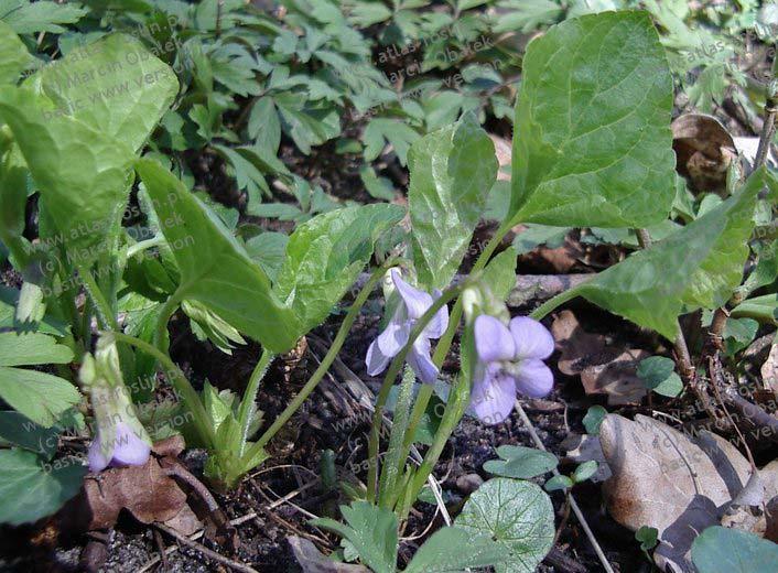 Viola mirabilis (violka divotvárná) lodyha se nevytváří řapík na kýlu chlupatý palisty vejčité,