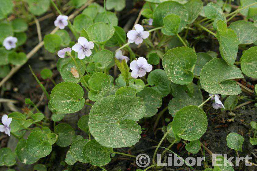 Viola palustris (violka bahenní) - čepele okrouhle vejčité až okrouhle ledvinité, na bázi srdčité - stopky tobolek