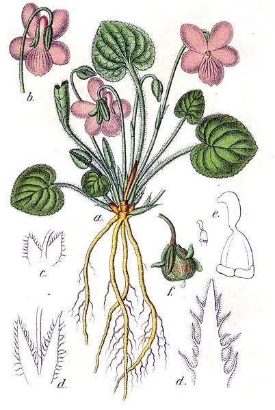 Viola collina (violka chlumní) bez výběžků palisty
