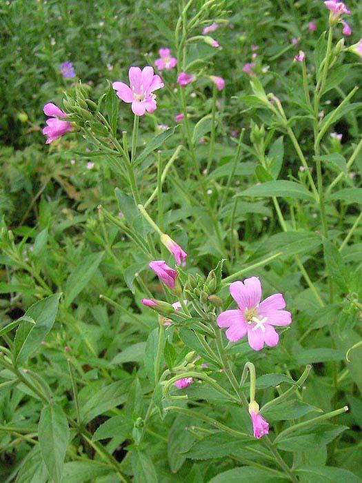 Epilobium hirsutum (vrbovka chlupatá) lodyha až 2 m vys.