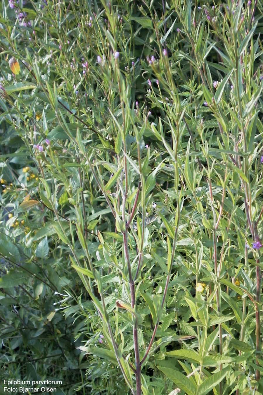 Epilobium parviflorum (vrbovka malokvětá) lodyha do 0,7 m, oblá, odstále