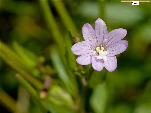 Epilobium montanum (vrbovka horská) lodyha přitiskle chlupatá,