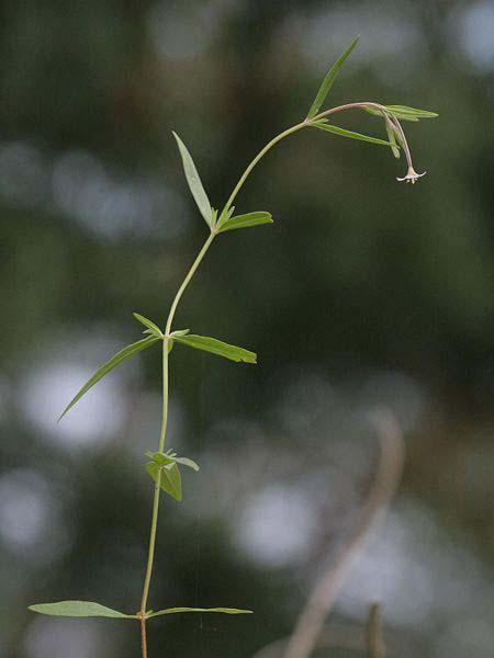 Epilobium palustre (vrbovka bahenní) listy celokrajné, relativně dlouhé, na okraji