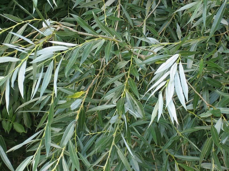 Salix alba vrba bílá strom, listy kopinaté, na spodní straně přitiskle hedvábitě chlupaté čepel 7-11 cm dl. a 1,2-1,6 cm šir.