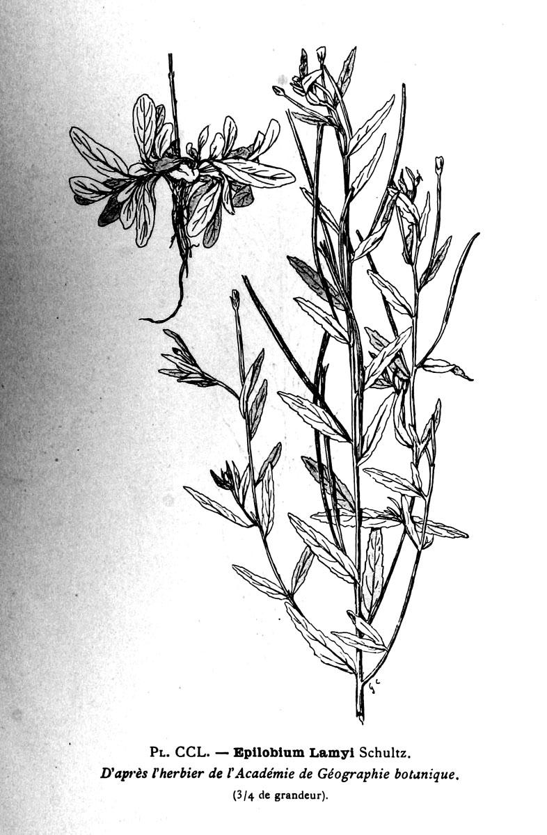 Epilobium lamyi (vrbovka Lamyova) někdy jako poddruh E. tetragonum l. tmavě, šedavě zelené, matné, do 5 cm dl.