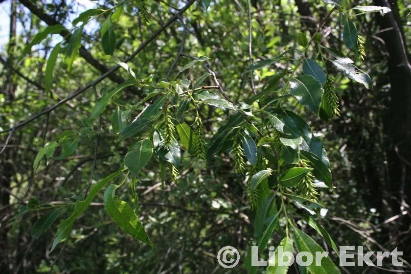 Salix pentandra (vrba pětimužná) strom nebo keř, listy eliptické až podlouhlé, čepel do 8 cm dl. a 1,8-3 cm šir.