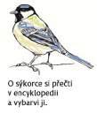 K/ POČÍTÁNÍ DO, POROVNÁVÁNÍ Doplň Ve slově SÝKORA je písmen. Před písmenem O jsou písmena. Za písmenem K jsou písmena. Mezi písmeny O a A je písmeno. Písmeno Ý je mezi písmeny S a K.