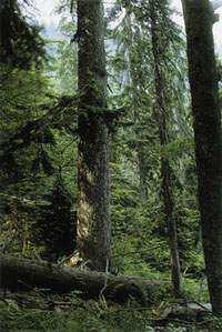 Druhy lesov Podľa výskytu stromov