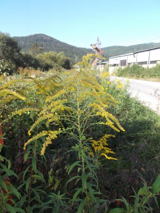 Zlatobyľ kanadská (Solidago canadensis) Trváca bylina, ktorá dorastá do 150 cm. Pochádza zo Severnej Ameriky.