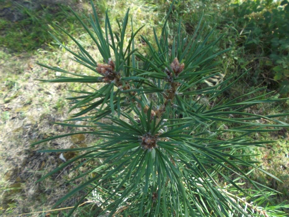 Borovica lesná (Sosna) (Pinus sylvestris) Strom vysoký 30-40 m. Ihlice vyrastajú po dve.
