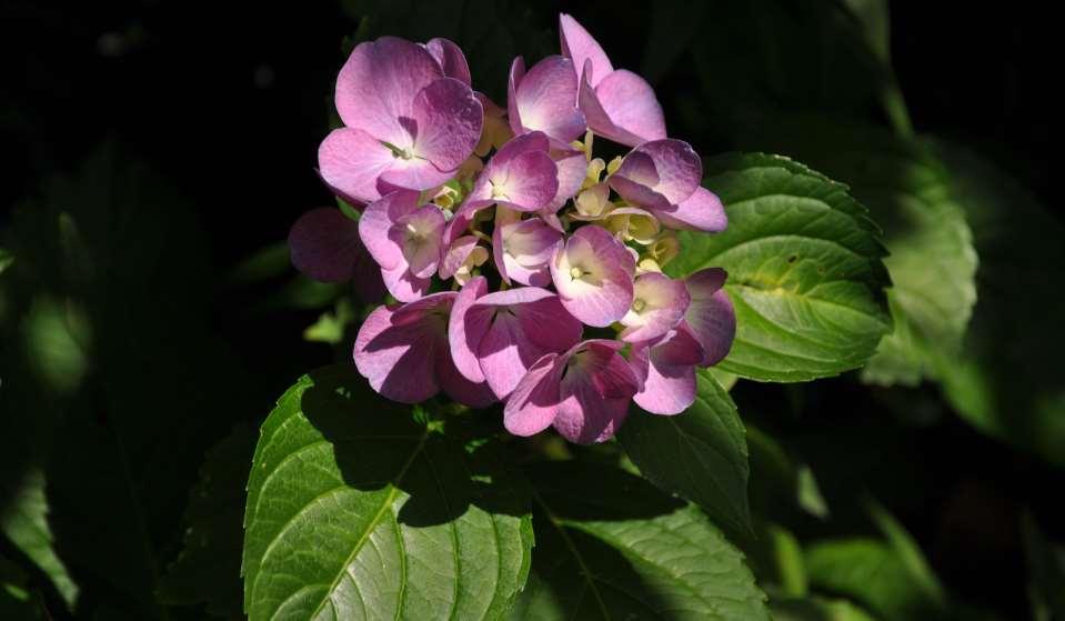 Hydrangea macrophylla