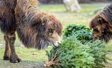 00 Dětský klub Savana Pro děti od 6 do 10 let. Hry, outdrové dovednosti, výpravy, tábor. Více na www.klubsavana.webnode.cz. Vedoucí Martin Prchal, tel. 731 403 566, ava.prchal@volny.cz. Středy 18.