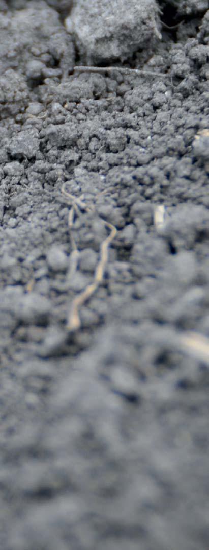 OSIVO UVOLNĚNÉ Z NÍZKÉ VÝŠKY Dokonce u verze s otevíracími disky je PLANTER 3 charakterizován velmi nízkou uvolňovací výškou osiva: 10 cm nad zemí zajistí perfektní vzdálenosti mezi semeny.