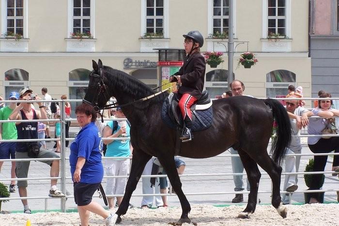 Sport handicapovaných Po absolvování klasické hipoterapie Jezdecký výcvik (paravoltiţ, paradrezura