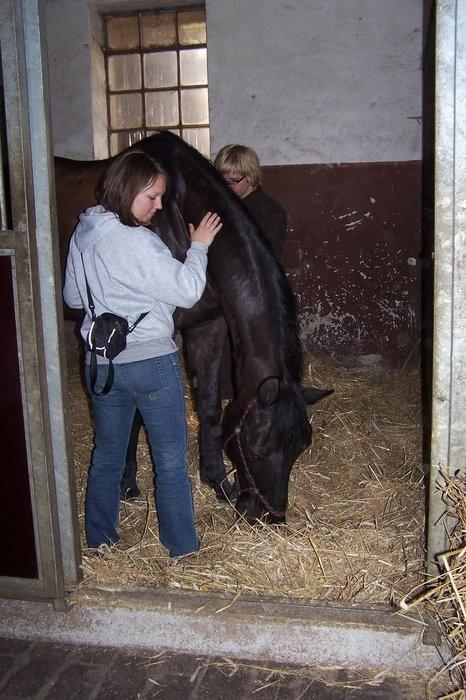 Terapeutický plán - adaptace Zásady bezpečnosti Základy etologie Základy péče o koně