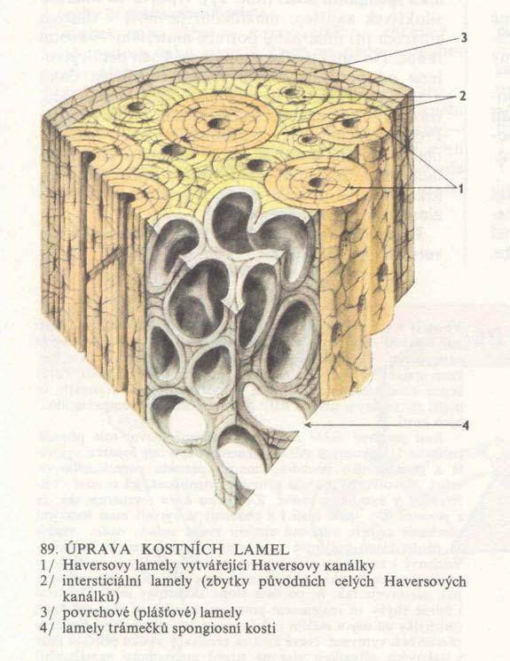 Z hlediska mikroskopického je základní jednotkou kosti osteon,, neboli Haversův systém sestávaj vající z