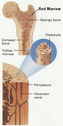 Okostice (periost) Periost vazivový obal kryjící povrch kosti; je to tuhá,, vazivová vrstva, nestejnoměrn rné