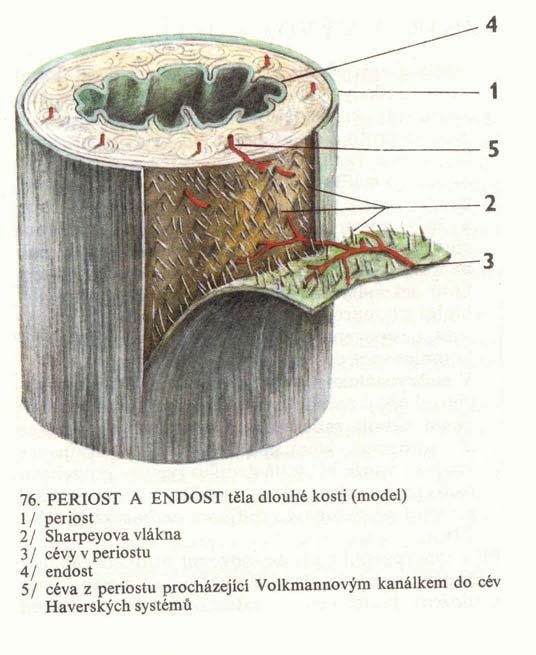 Okostice (periosteum) vlákna Sharpeyova fixace periostu ke kosti periost mám 2 vrstvy zevní fibrózn zní a hlubší kambiová