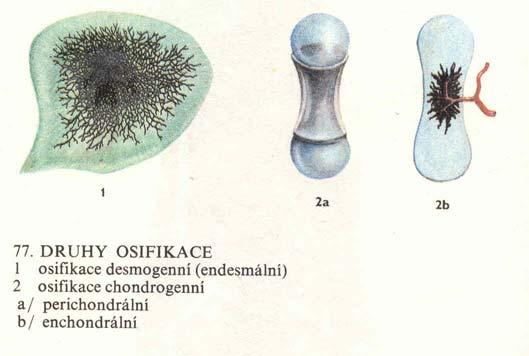 Vznik a vývoj kosti (osifikace) osifikace desmogenní tvorba kostní tkáně přímo z vaziva osifikace chondrogenní probíhá v chrupavkovém m modelu