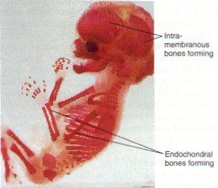 Osifikace dlouhých kostí začíná uprostřed délky d kostí jako osifikace perichondráln lní z hlubší (kambiové)) vrstvy periostu pronikají do změněné