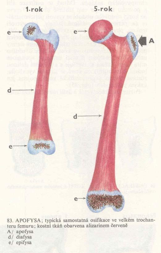 Osifikace dlouhých kostí vedle hlavních osifikačních jader se mohou v kostech vytvářet další samostatné
