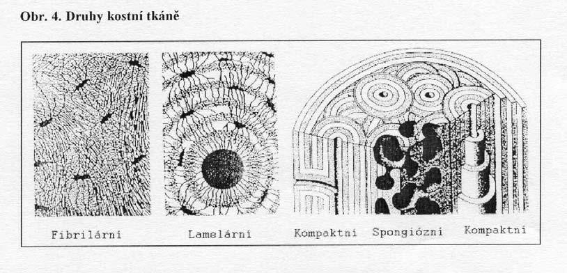 Druhy kostní tkáně 1. Kost fibrilárn rní (vláknit knitá) šlachovité a svalové úpony 2.