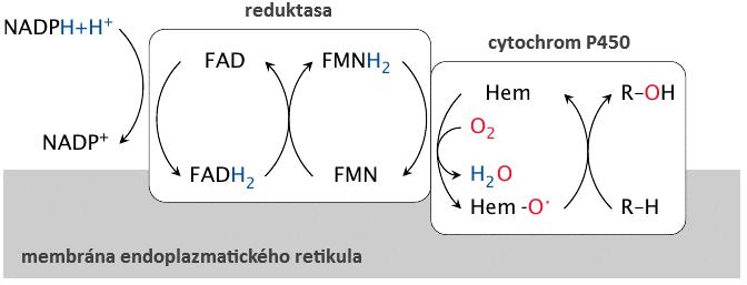 Cytochromy P450 získaly svůj název podle charakteristického absorpčního pásu ve viditelném spektru kolem 450 nm, které vykazují v komplexu s oxidem uhelnatým. Toto spektrum se označuje jako tzv.