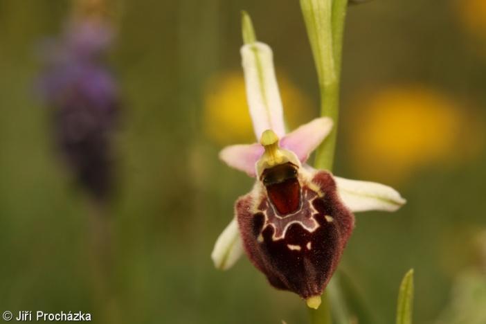 c. OPYLOVACÍ (BAKEROVY) MIMIKRY - beznektarové rostliny napodobují