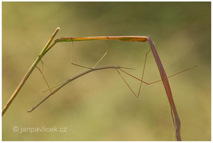 př. mořský koník řasovník (Phycodurus eques)